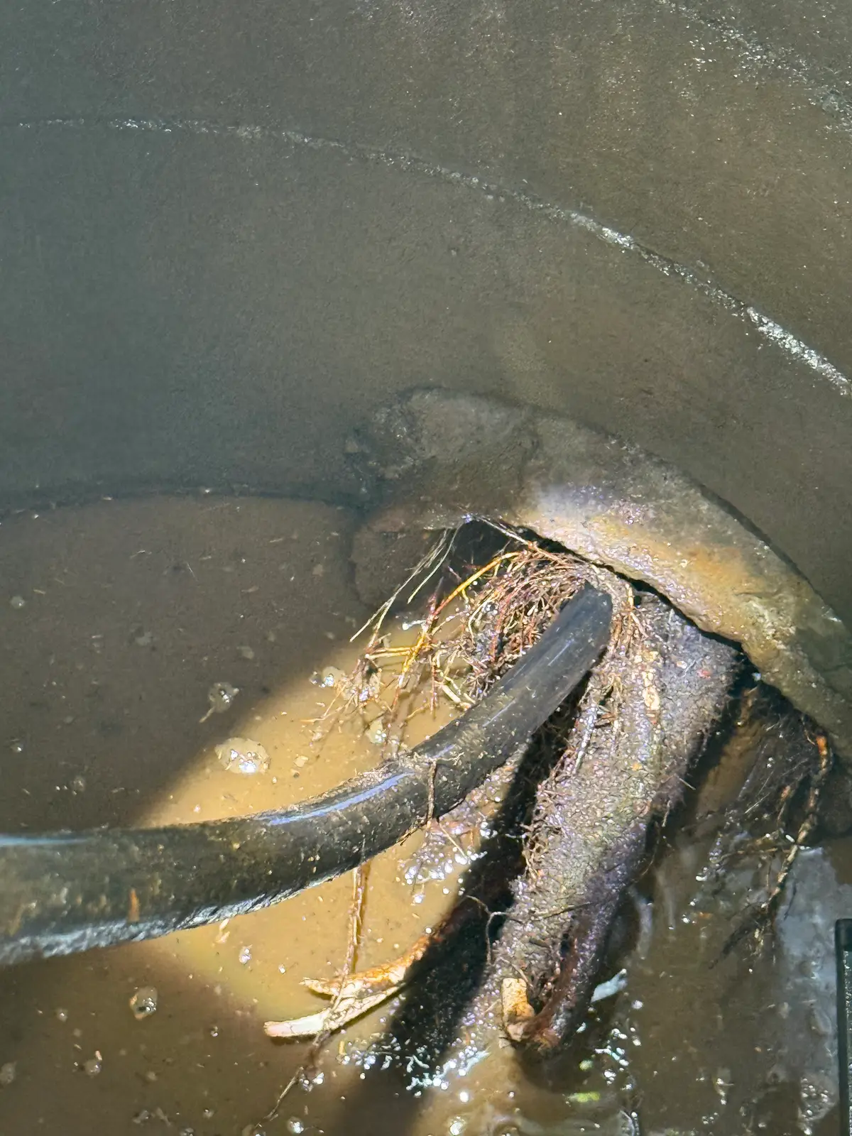 Looking down into a flooded manhole at the inlet of a main drain, where a dense mass of tree roots has grown in through the pipe opening, with a black drain hose fed in alongside them.